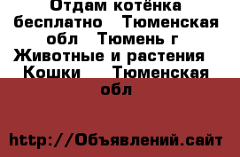 Отдам котёнка бесплатно - Тюменская обл., Тюмень г. Животные и растения » Кошки   . Тюменская обл.